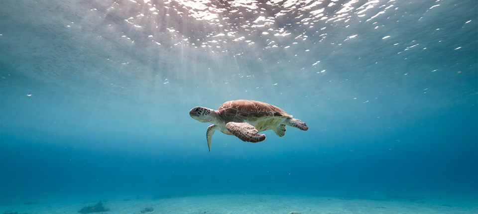 honeymoondesigner-online-reiseberatung-schildkröte-unter-wasser honeymoondesigner Hochzeitsreisen Schildkröte unter Wasser