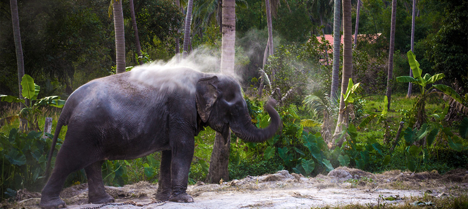 honeymoondesigner-online-reiseberatung-elefanten honeymoondesigner Hochzeitsreisen Elefant