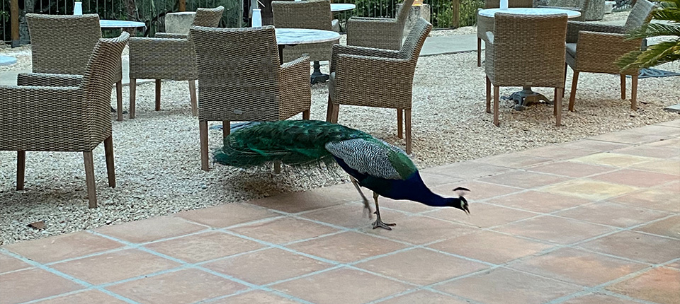 honeymoondesigner-online-reiseberatung-pfau honeymoondesigner Hochzeitsreisen Pfau