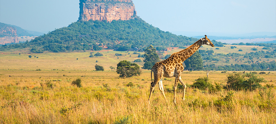 honeymoondesigner-online-reiseberatung-safari honeymoondesigner Hochzeitsreisen Safari