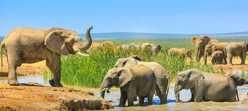 honeymoondesigner-online-reiseberatung-safari-elefanten honeymoondesigner Hochzeitsreisen Safari Elefanten